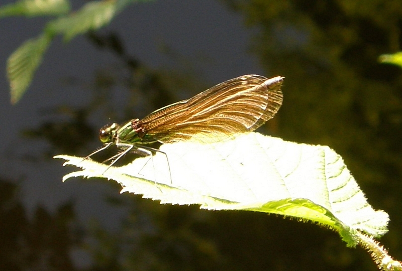 Prachtlibelle am R�ssler