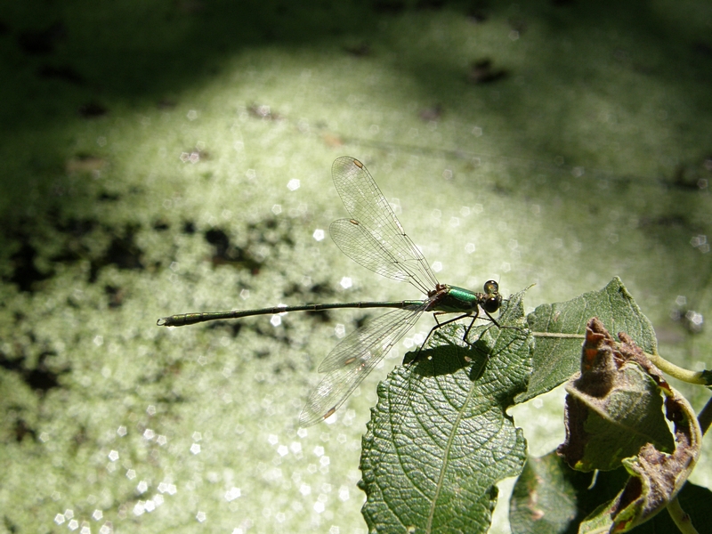 Libelle �ber Wasserlinsen (Burach, RV)