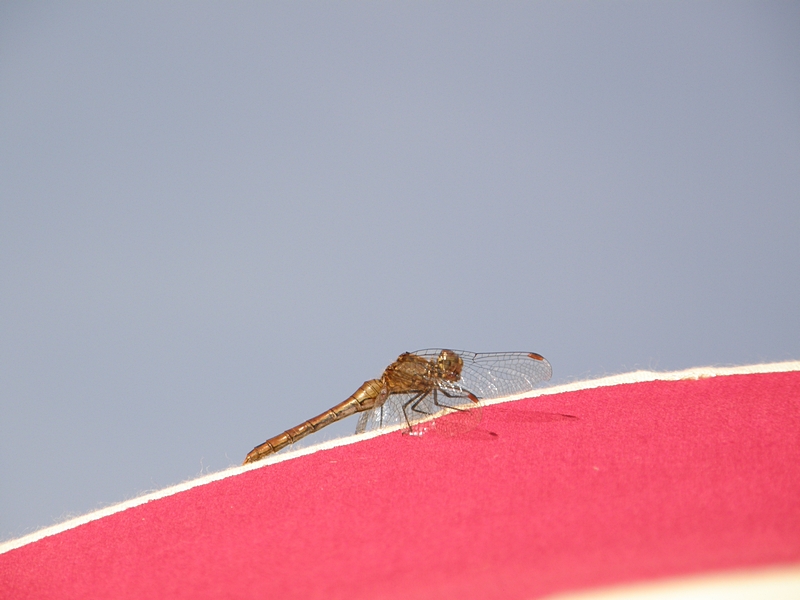 Libelle auf Sonnenschirm