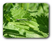 Kleinlibelle