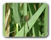 Gro�libelle