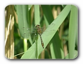 Gro�libelle (2) an Schilfhalm