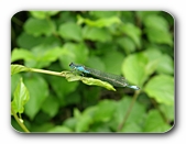 Kleinlibelle mit typisch angelegten Fl�geln