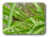 Frisch geschl�pfte Grosslibelle