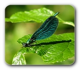 Prachtlibelle (M�nnchen)