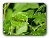 Prachtlibelle am R�sslerweiher