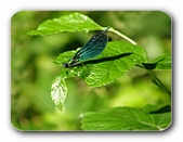Prachtlibelle am R�sslerweiher (M�nnchen)