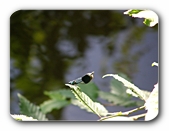 geb�nderte Prachtlibelle am R�sslerweiher