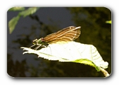 Prachtlibelle am R�ssler