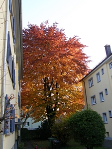 B�ume in Ravensburg