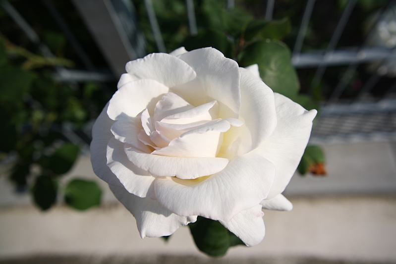 Rose wei�
