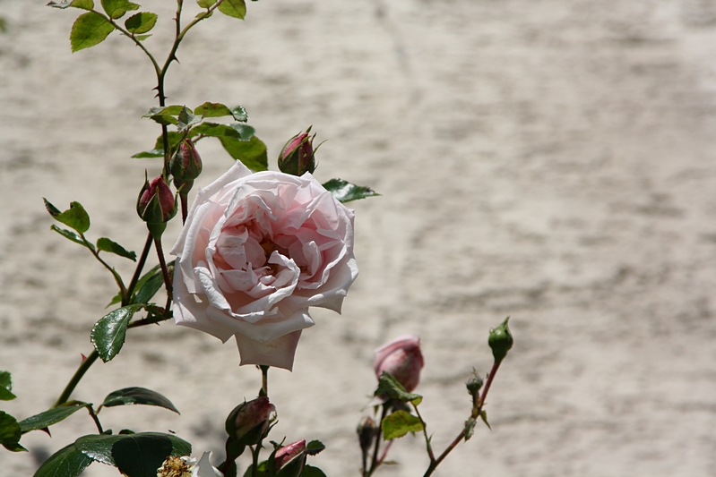 Rosa Rosenbl�te