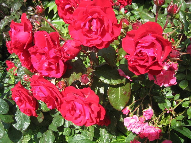 Rosenbl�ten