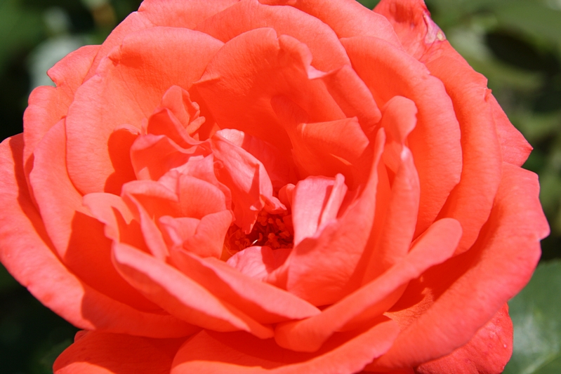 Rosenbl�te