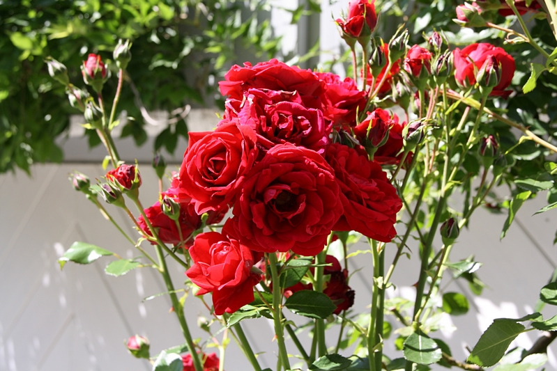 Rosenbl�ten