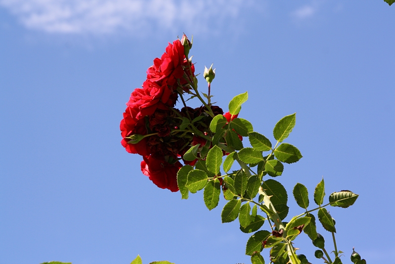 Rosenbl�te vor blauem Himmel