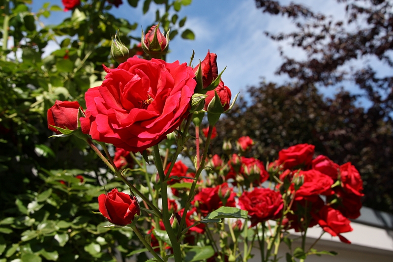 Rosenbl�ten, rot