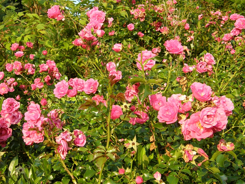 Rosenbeb�sch