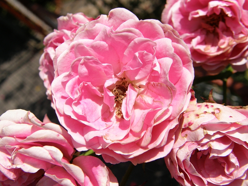 Rosenbl�ten (Heckenrose)