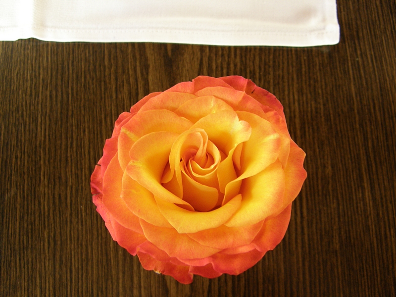 Rosenbl�te orange