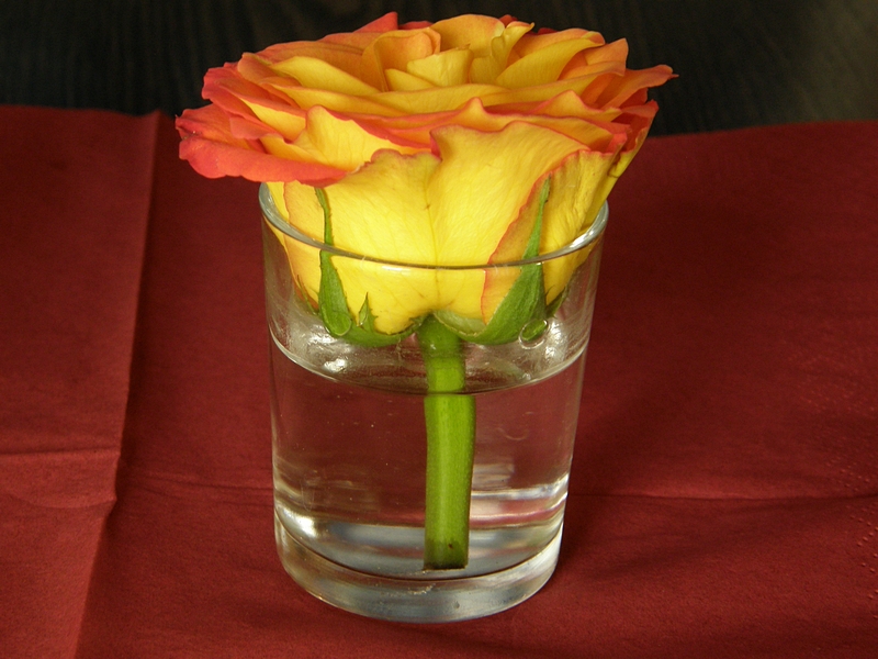 orange Rosenbl�te im Glas