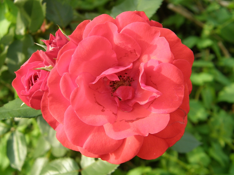Rosenbl�te