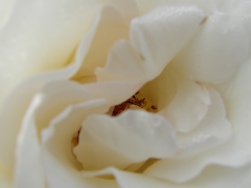 Wei�e Rosenbl�te (Detail)