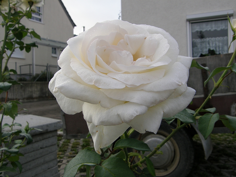 Wei�e Rosenbl�te vor Haus