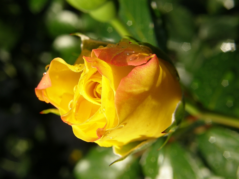 Rosenbl�te gelb, geschlossen