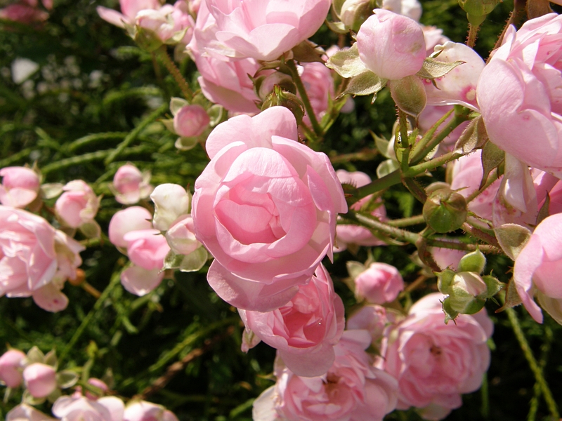Rosengeb�sch
