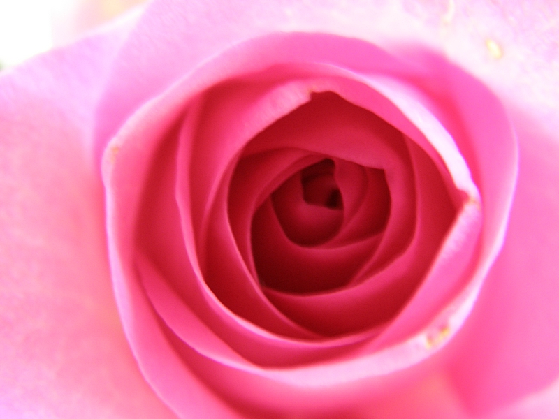 Rosenbl�te