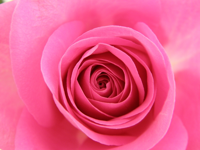 Pinke Rosenbl�te (Detail)