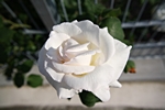 Rose wei�