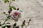Rosa Rosenbl�te