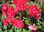 Rosenbl�ten