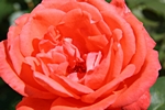 Rosenbl�te