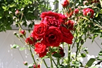 Rosenbl�ten