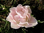 Rosenbl�te, Zartrosa