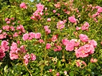 Rosenbeb�sch