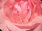 Rosenbl�te