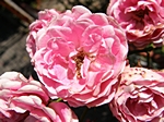Rosenbl�ten (Heckenrose)