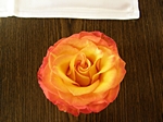 Rosenbl�te orange