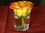 orange Rosenbl�te im Glas