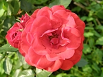 Rosenbl�te