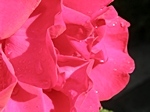 Rosenbl�te