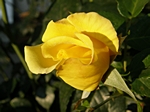 Nicht ganz ge�ffnete gelbe Rose