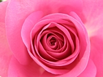 Pinke Rosenbl�te (Detail)