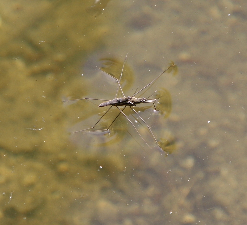 Wasserl�ufer