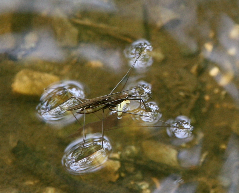 Wasserl�ufer, gut belichtet
