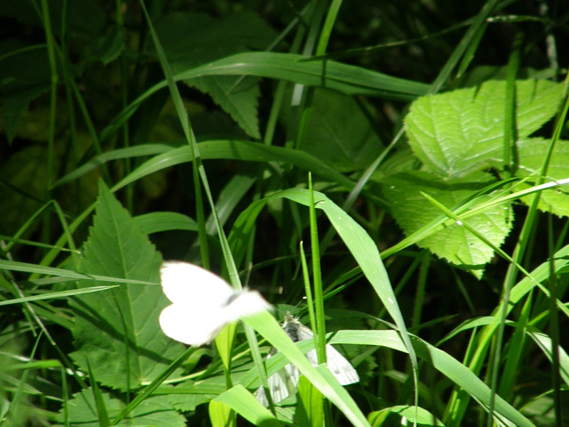 Schmetterling (Kohlwei�ling) vor der Paarung